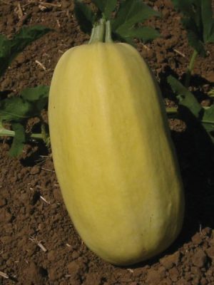 Squash 'Spaghetti'