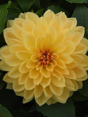 Dahlia Venti™ 'Golden Yellow'