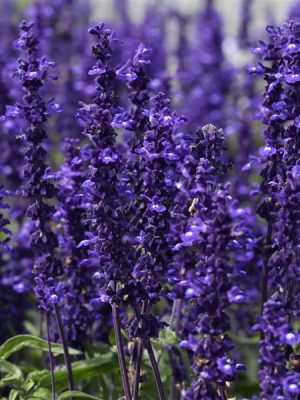 Salvia Victoria Blue