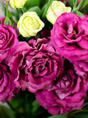 Lisianthus Voyage 2 Deep Rose
