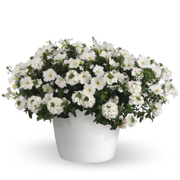 3 in 1 Plant Trixi 'Walk on a Cloud'
