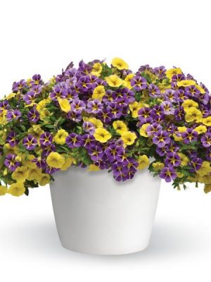 3 in 1 Plant Trixi® 'Written in the Stars'