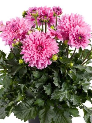 Dahlia XXL Cozumel