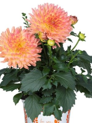 Dahlia XXL Sunrise