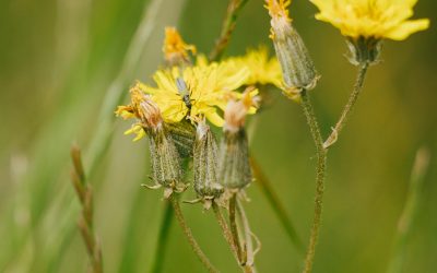 Lawn Destroying Hawkweed