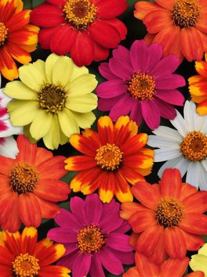 Zinnia Zahara® Mixture