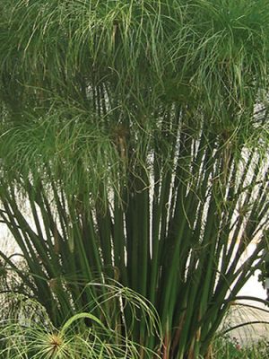 Grass Cyperus 'King Tut'