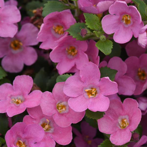 Bacopa 'MegaCopa™ Pink'