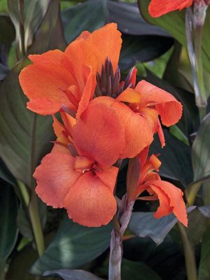 Canna Cannova® Bronze Orange