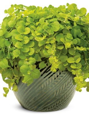 Lysimachia 'Goldilocks'