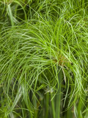 Grass Cyperus 'Prince Tut'