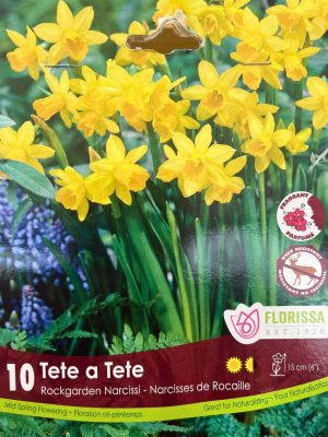 Florissa Narcissus Bulbs (Fall Planting) - Tete a Tete