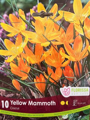 Yellow Mammoth