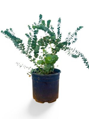 12” Eucalyptus