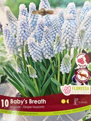 Florissa Muscari Bulbs (Fall Planting) - Baby's Breath