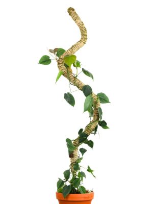 Mossify "Bendable Moss Pole" Plant Support