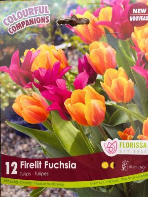 Firelit Fuchsia