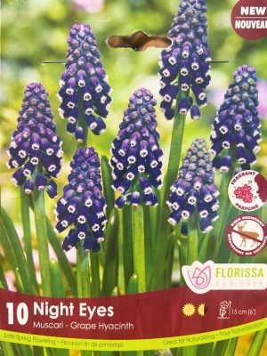 Night Eyes