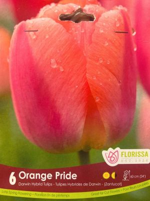 Orange Pride