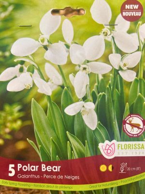 Polar Bear