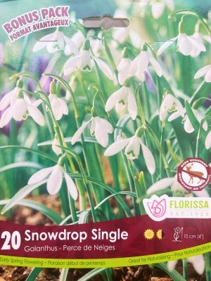Snowdrop Single