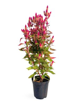 Celosia 6"