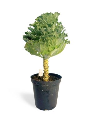 Flowering Kale, Ornamental - 6"