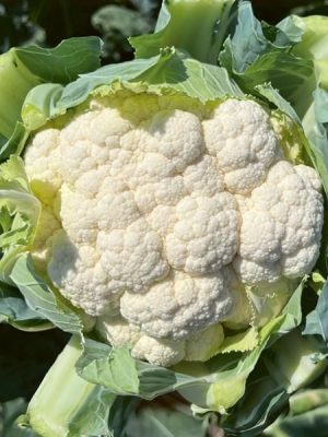 Carlota Cauliflower