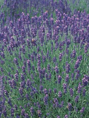 Hidcote Lavender