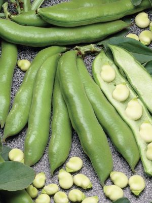Jumbo Fava Bean