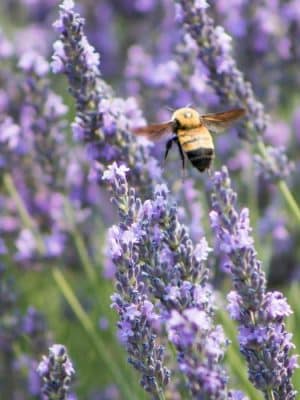 Munstead Lavender