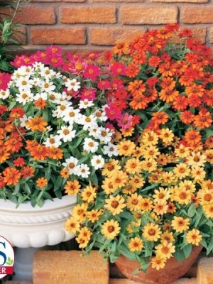 Profusion Mix Zinnia