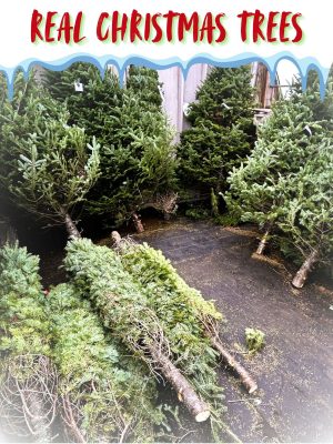 Real Christmas Trees