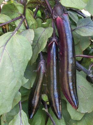 Shikou Eggplant