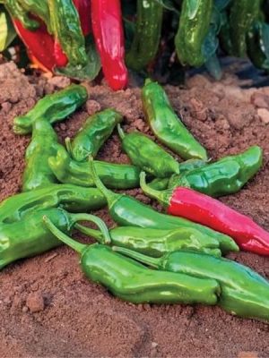 Shishito Pepper