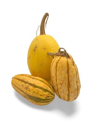 Squash, Assorted