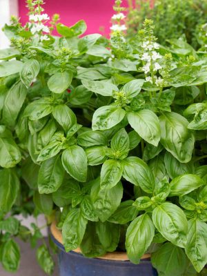 Sweet Basil Seeds, OSC