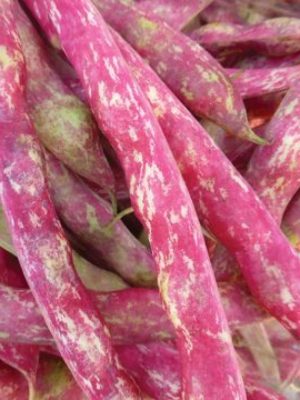 Dwarf Horticultural Bush Bean Seeds, OSC