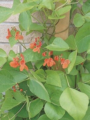 Scarlet Runner Pole Bean Seeds, OSC