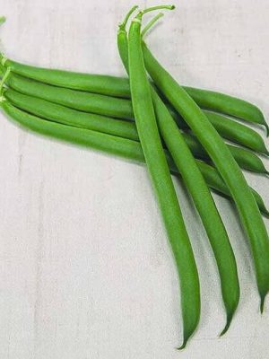 Outlaw Bush Bean Hybrid Seeds, OSC