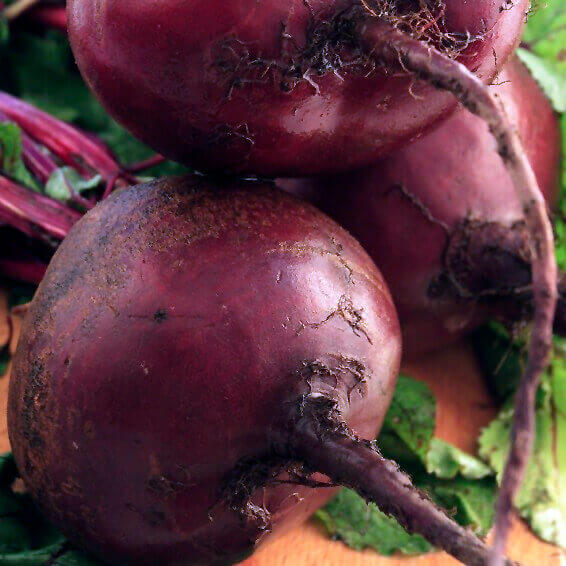 Early Wonder Beet Seeds (Organic), Aimers Organic