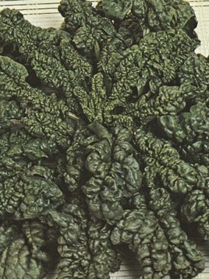 Bloomsdale Spinach Seeds (Organic), Aimers Organic