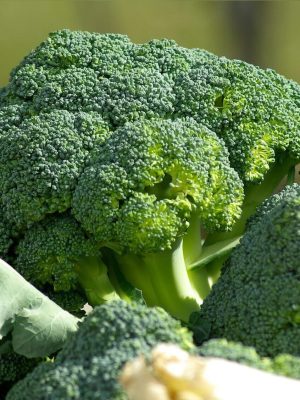 Green Sprouting Broccoli Seeds, OSC