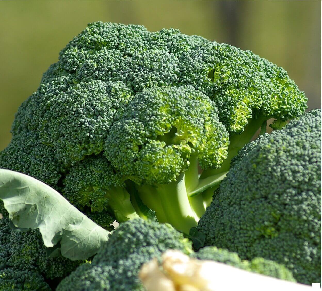 Green Sprouting Broccoli Seeds, OSC