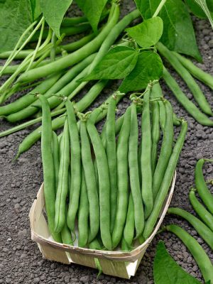 Tendergreen Bush Bean Seeds, OSC