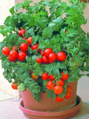 Patio Hybrid Tomato Seeds, OSC