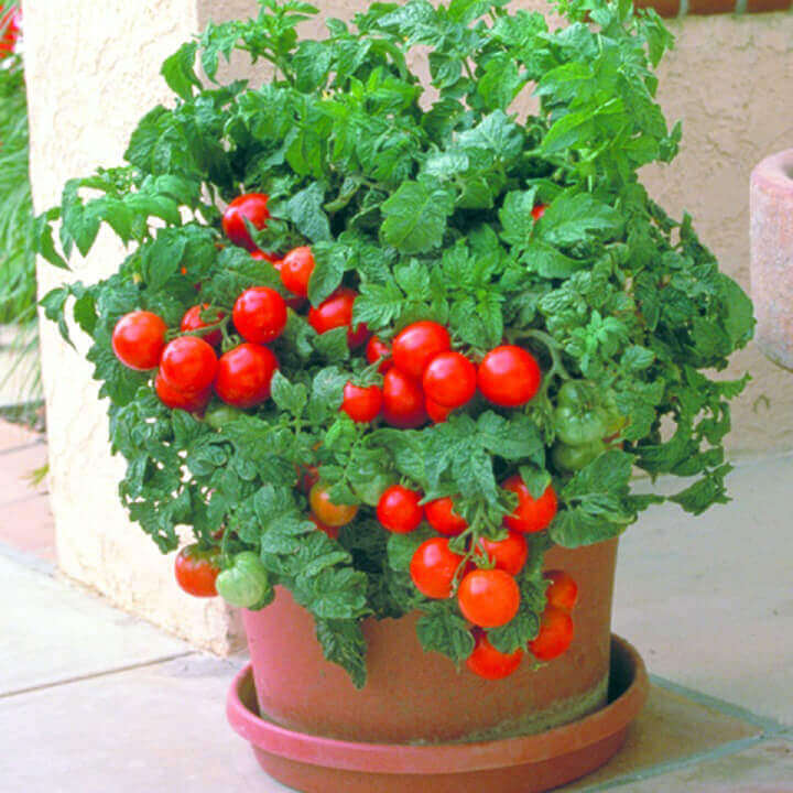 Patio Hybrid Tomato Seeds, OSC