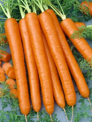 Nantes Carrot Seeds (Organic), Aimers Organic