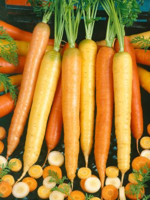 Rainbow Blend Carrot Seeds (Organic), Aimers Organic