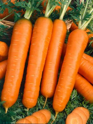 Baby Finger Carrot Seeds, OSC